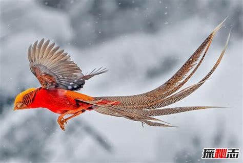 鳳凰是什麼鳥|凤凰